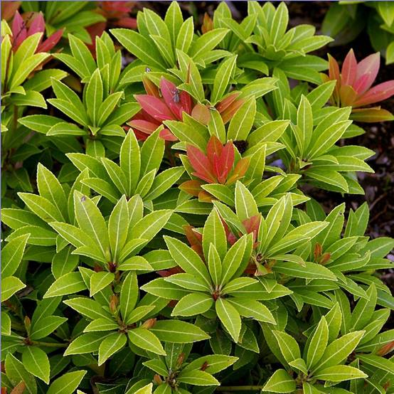 Promesse de Fleurs - Andromède du Japon - Pieris japonica Sarabande Pot de 3L/4L - Image 1