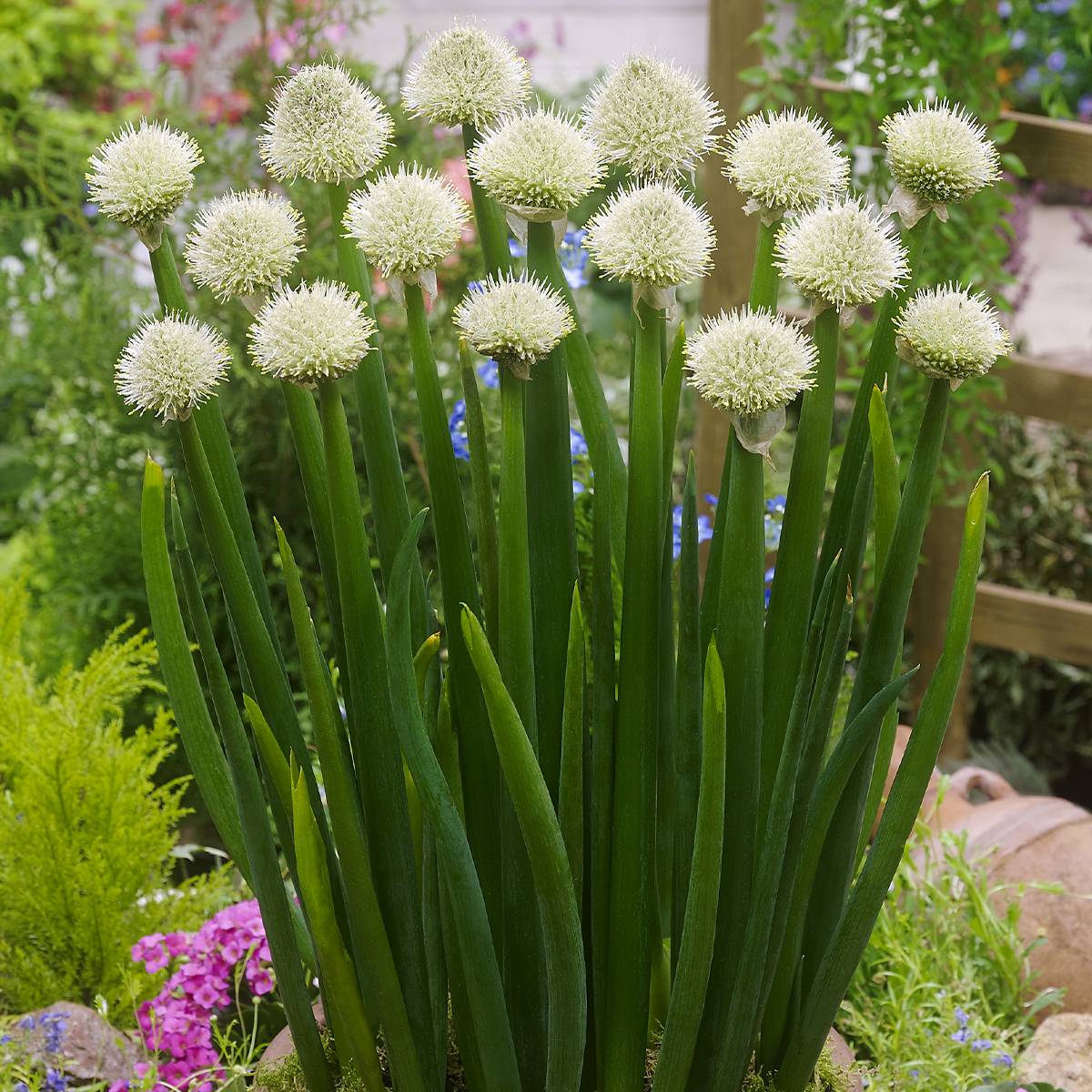 Ciboule ou Cive - Allium fistulosum Pot de 1,5L/2L