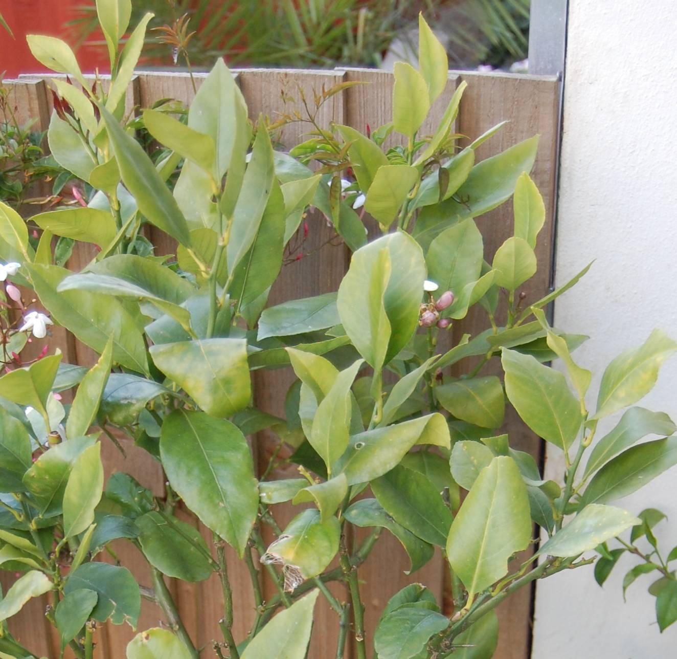 0 - Agrumes citrus osbeck Lima Rosso (citron rouge) Pot de 4 litres - 30/50 cm - Image 3