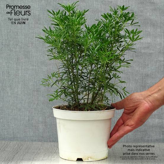 Choisya White Dazzler - Oranger du Mexique nain Pot de 2L/3L - Image 2