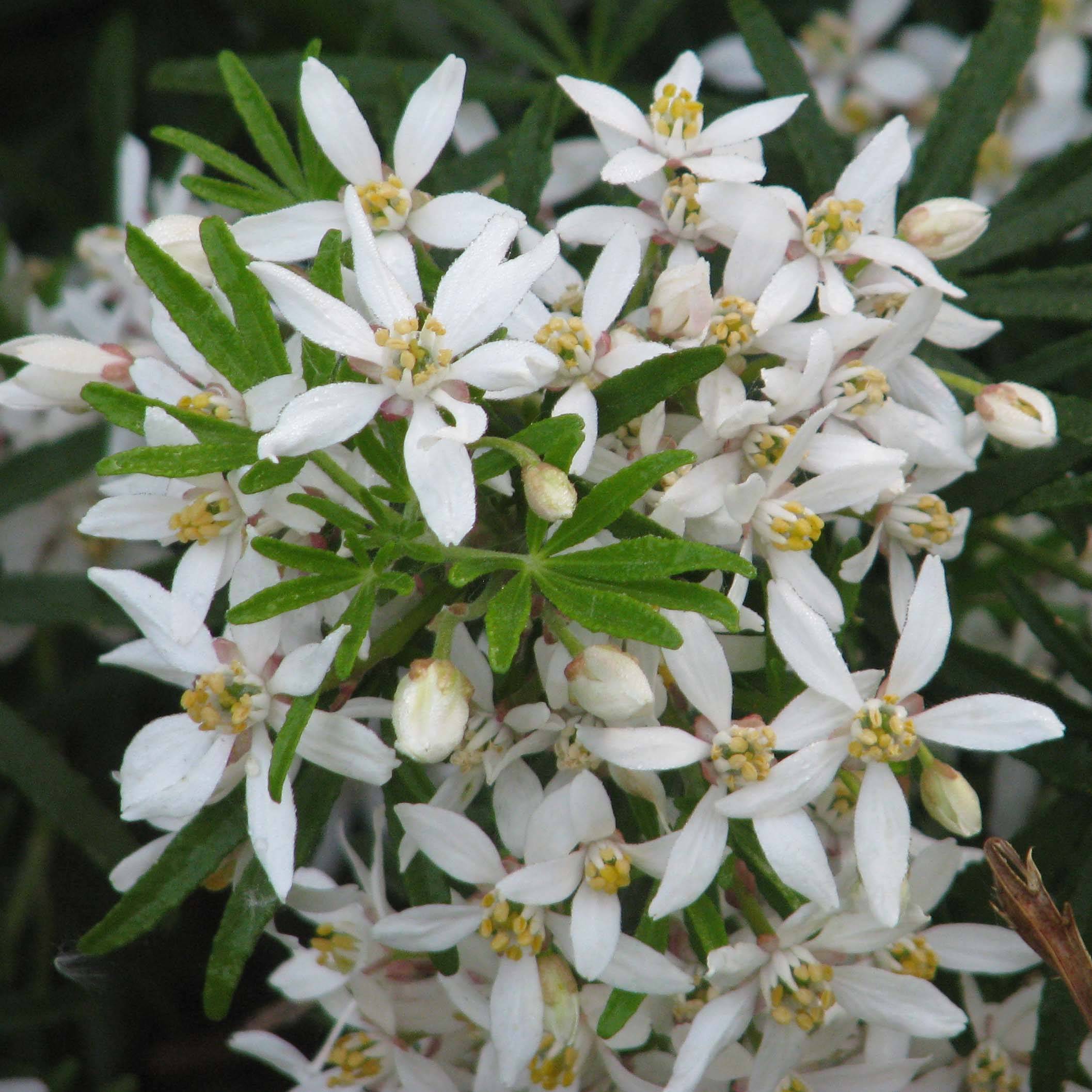 Choisya White Dazzler - Oranger du Mexique nain Pot de 2L/3L - Image 1