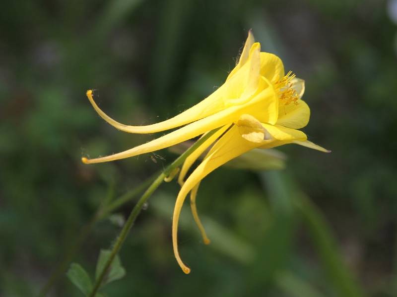 Ancolie Yellow Queen - Aquilegia chrysantha  Godet de 8/9 cm - Image 2