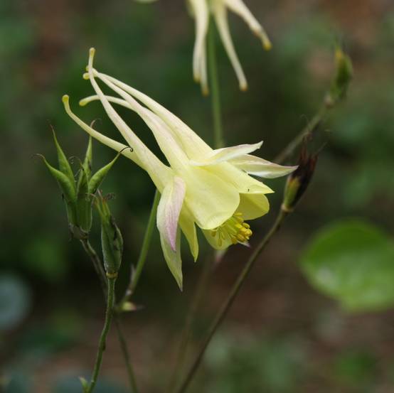 Ancolie Yellow Queen - Aquilegia chrysantha Godet de 8/9 cm - Image 1