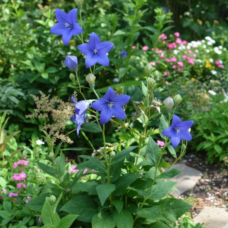 Platycodon bleu Mariesii à fleurs Bleue/ - feuillage Caduc - Lot de 3 godets