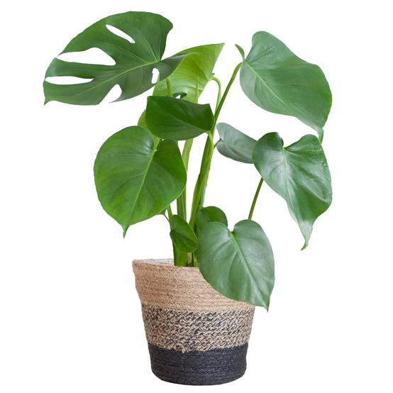 Monstera Deliciosa et son pot- La Green Touch Panier Multicolor - Hauteur 50cm