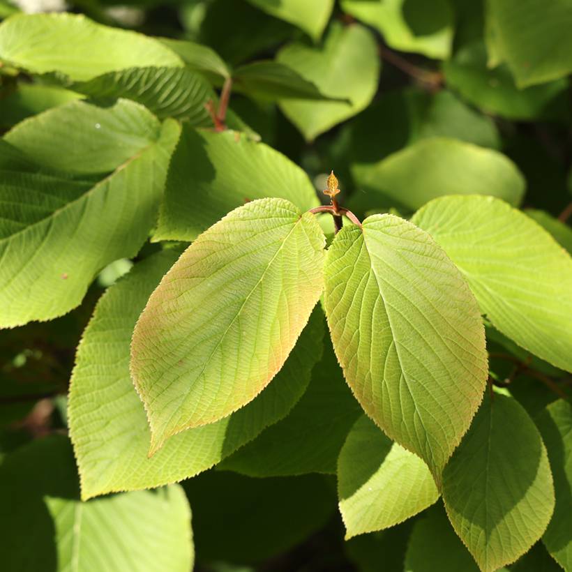 Viorne fourchue - Viburnum furcatum Pot de 6L/7L