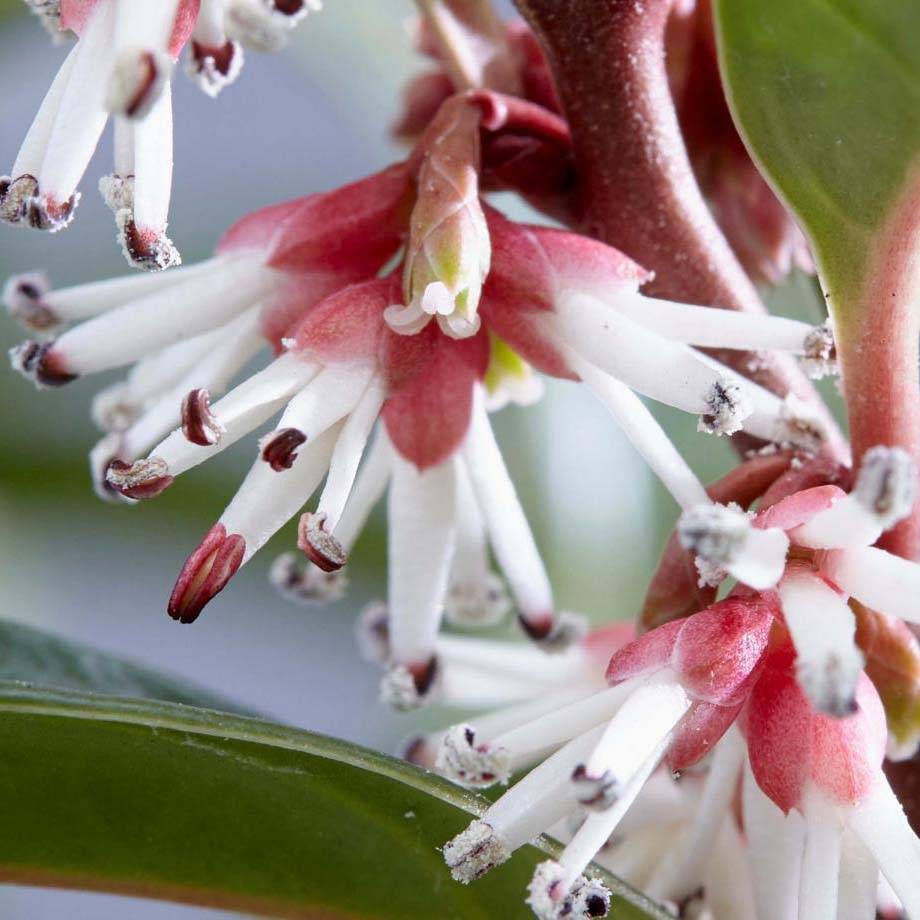 Sarcococca Winter Gem Pot de 2L/3L - Image 1