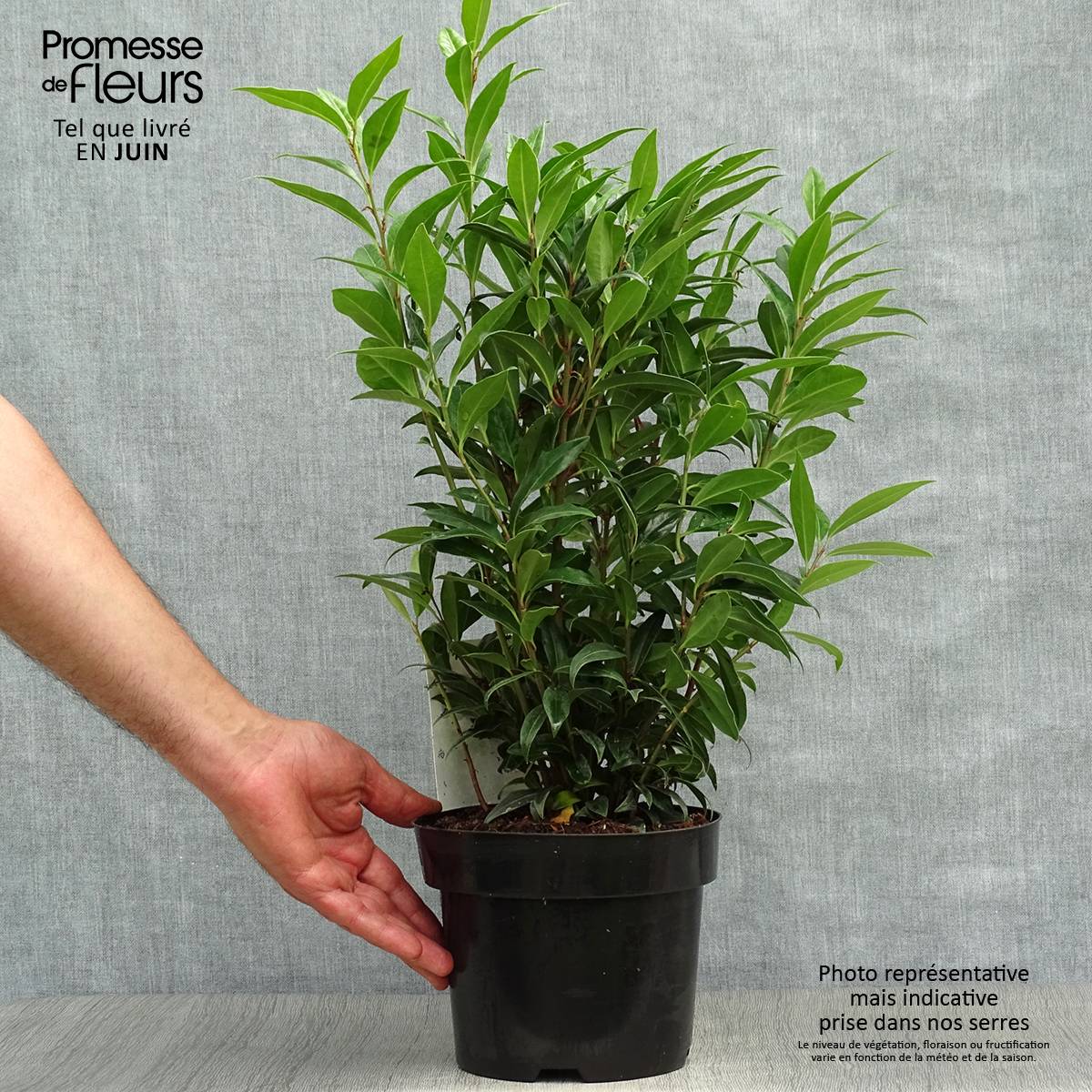 Sarcococca Winter Gem Pot de 2L/3L - Image 2