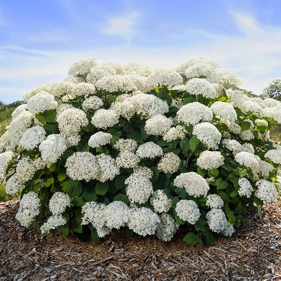 Hortensia arborescens FlowerWOW Pot de 1L/1,5L