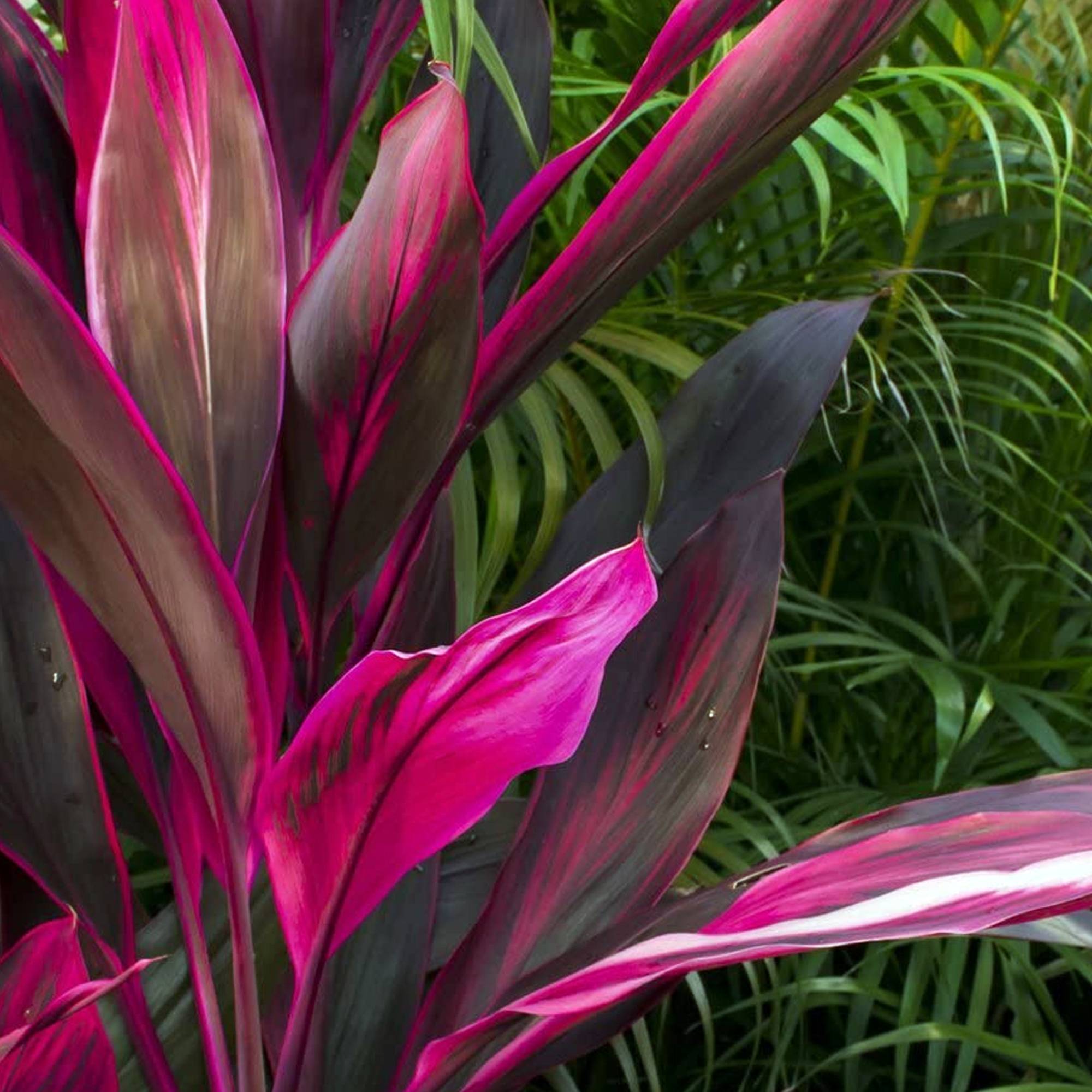 Gardenersdream - Cordyline Tango Faux Palmier Pour La Maison Ou Le Bureau (De 30 À 40 Cm Pot Inclus) - GardenersDream - Image 2
