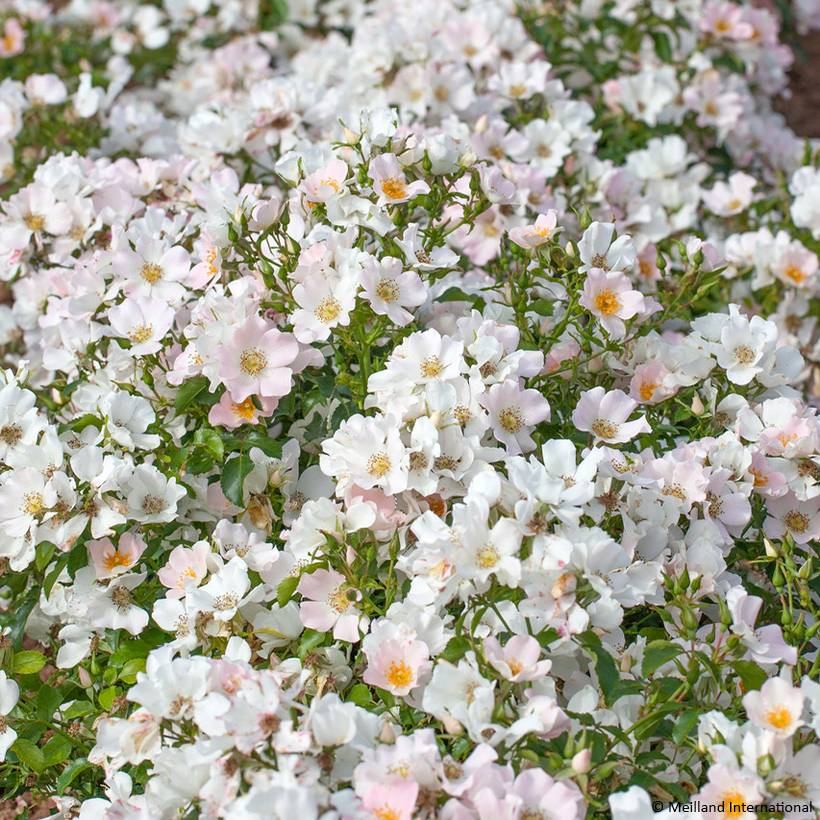 Promesse de Fleurs - Rosier paysager Street Colors Champs Elysées  Racines nues en motte