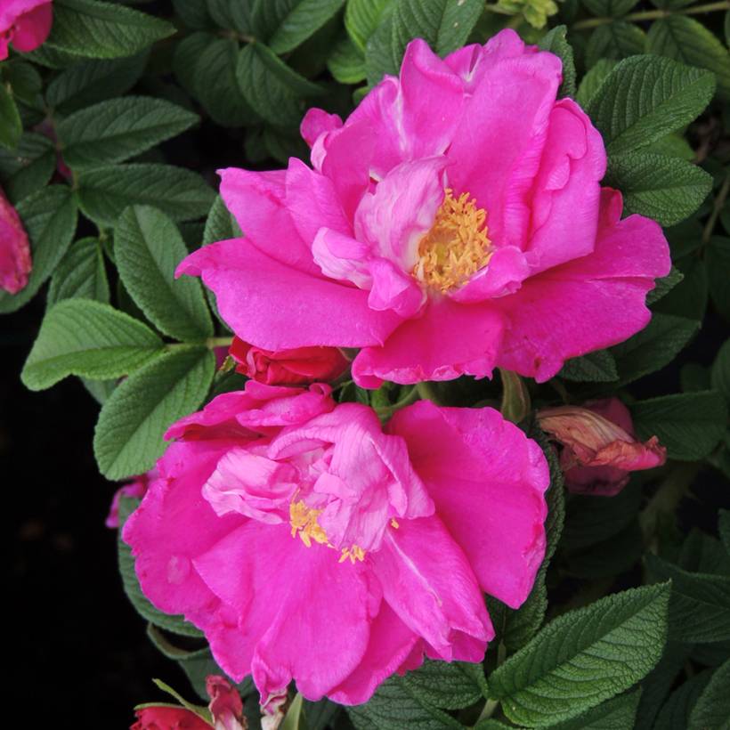 Rosa rugosa Angelia Purple Pot de 4L/5L