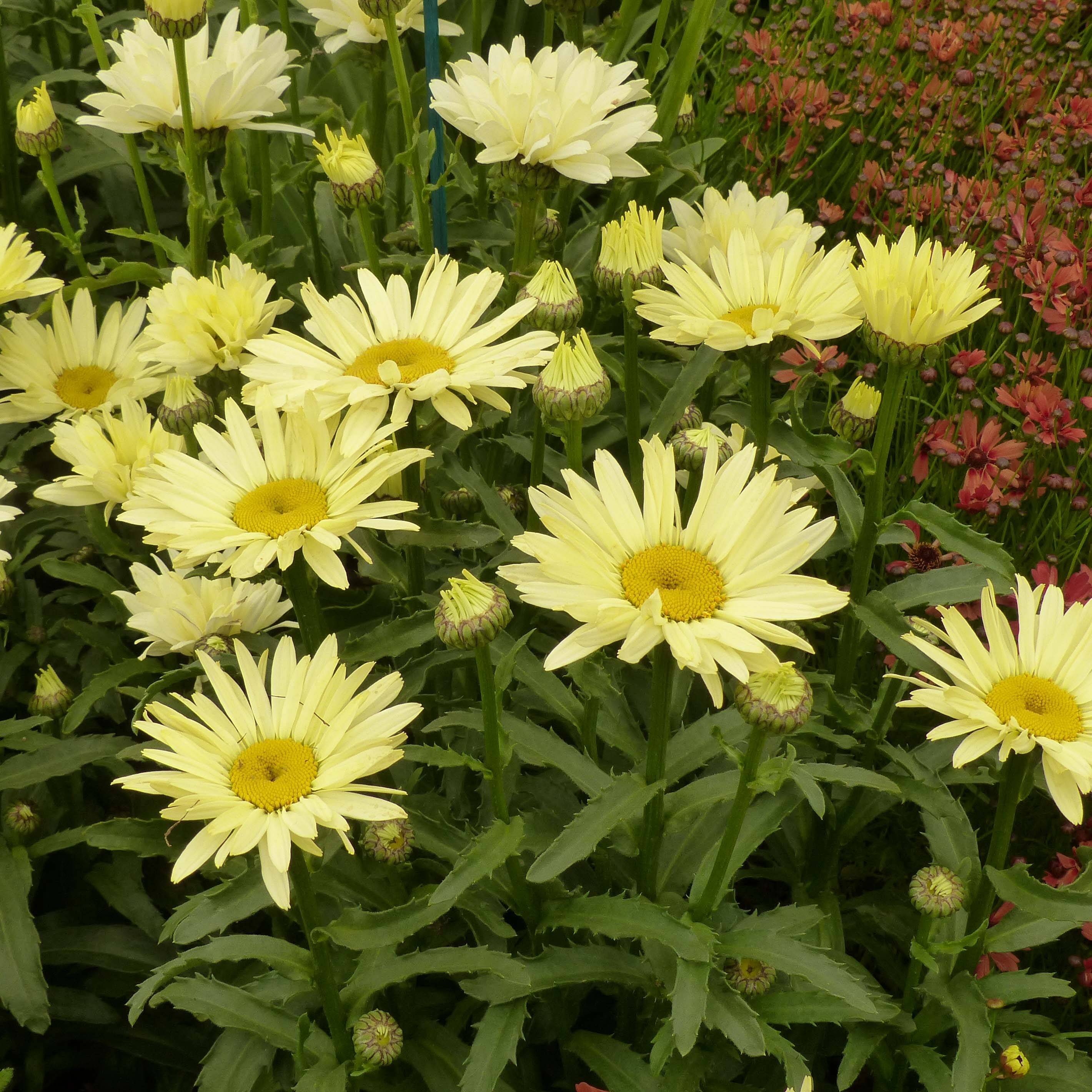 Leucanthemum superbum Broadway lights - Grande marguerite Pot de 2L/3L