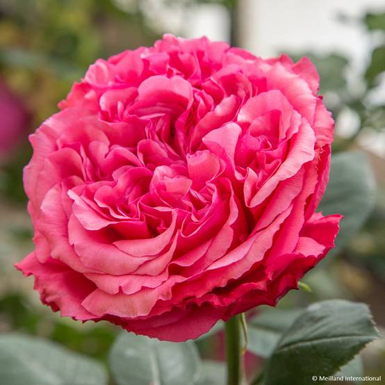 Promesse de Fleurs - Rosier à grandes fleurs Audrey Fleurot Pot de 4L/5L