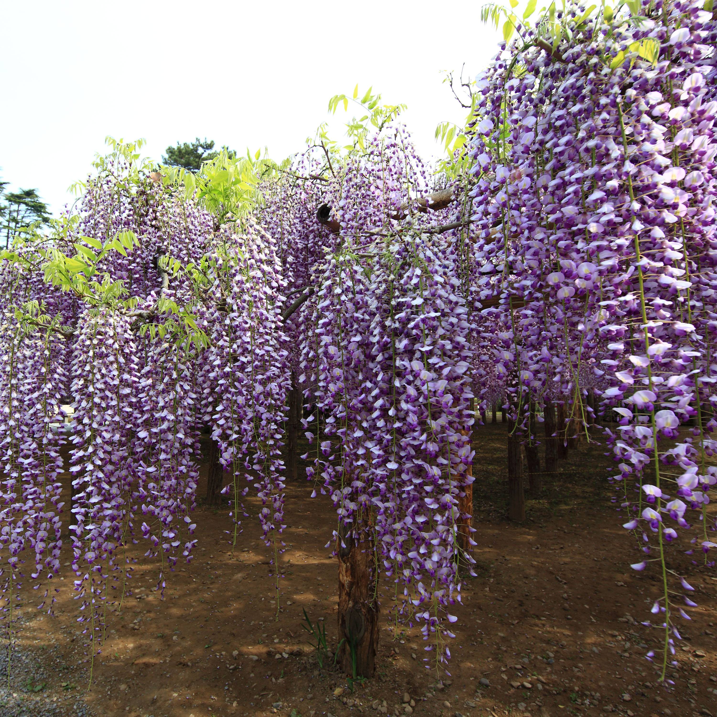Promesse de Fleurs - Glycine du Japon - Wisteria floribunda Macrobotrys Pot de 2L/3L, Plant greffé de + de 18 mois