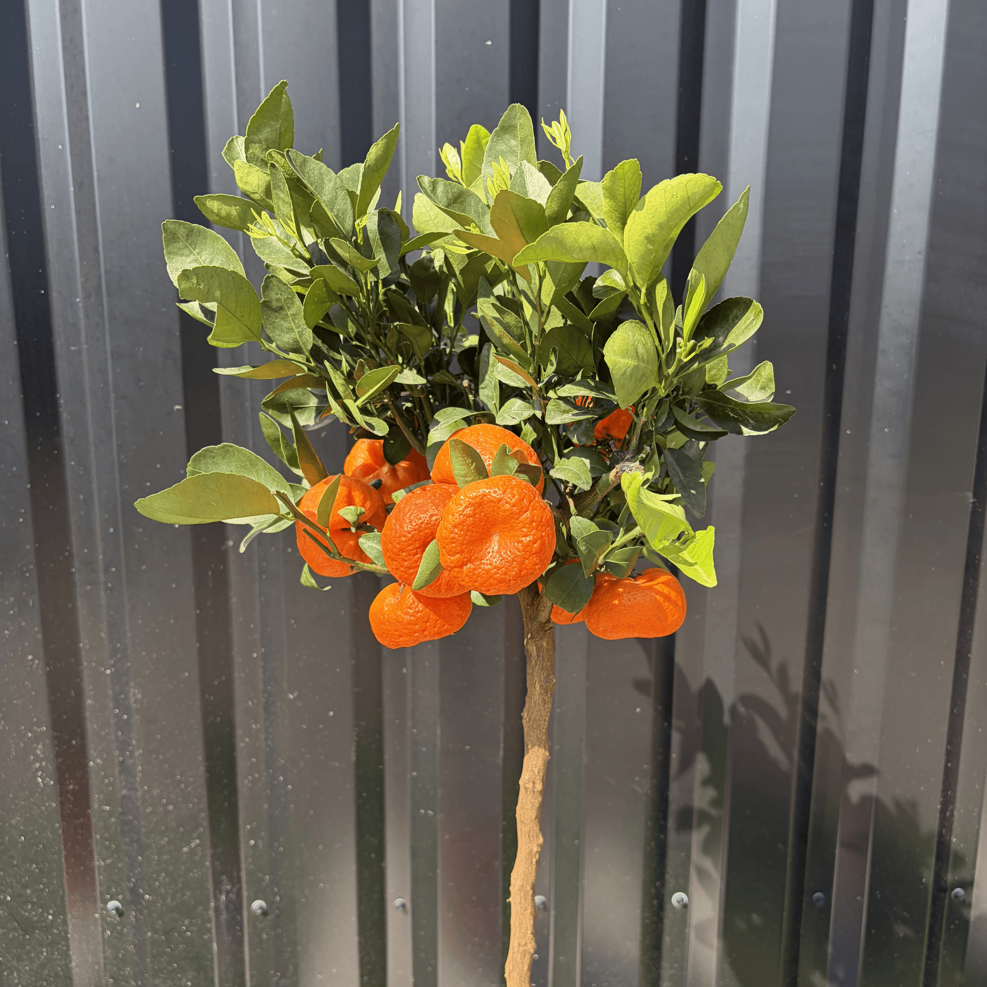 Mandarinier Citrus Reticulata Hauteur 140 cm - Image 2