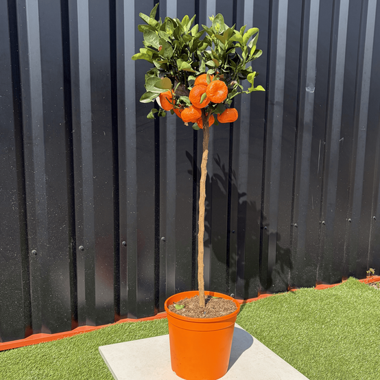 Mandarinier Citrus Reticulata Hauteur 140 cm - Image 3