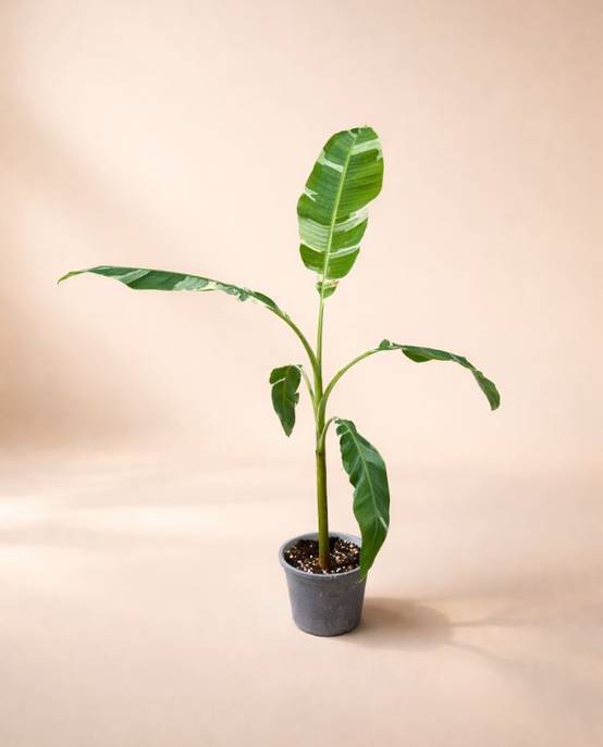 Musa Florida Variegata D. 15cm H. 40cm - Plante d'intérieur - IndoorPoppies - Image 3