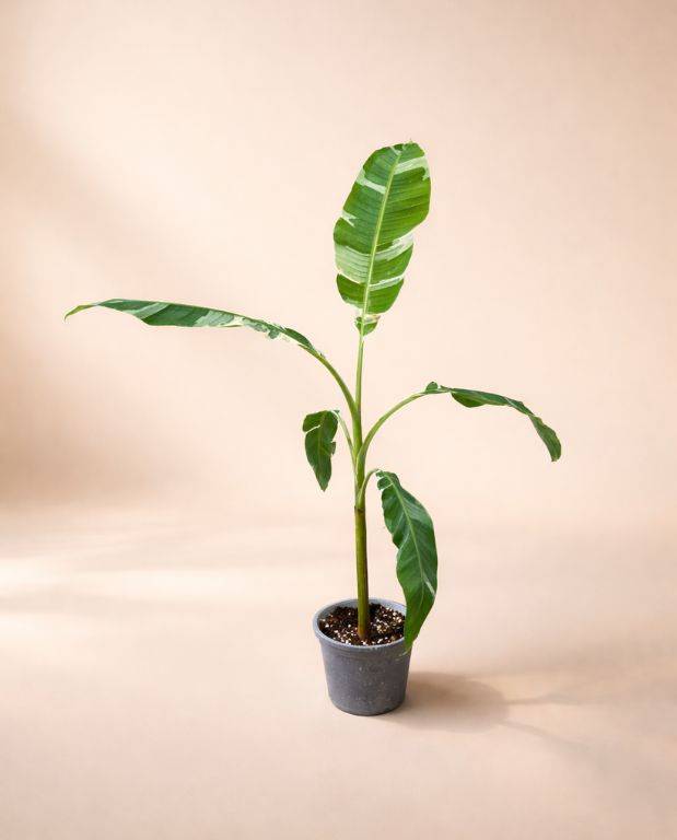 Musa Florida Variegata D. 15cm H. 40cm - Plante d'intérieur - IndoorPoppies - Image 3