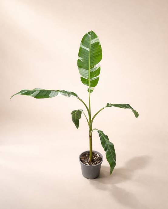 Musa Florida Variegata D. 15cm H. 40cm - Plante d'intérieur - IndoorPoppies - Image 1
