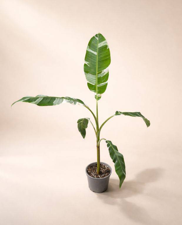Musa Florida Variegata D. 15cm H. 40cm - Plante d'intérieur - IndoorPoppies - Image 1