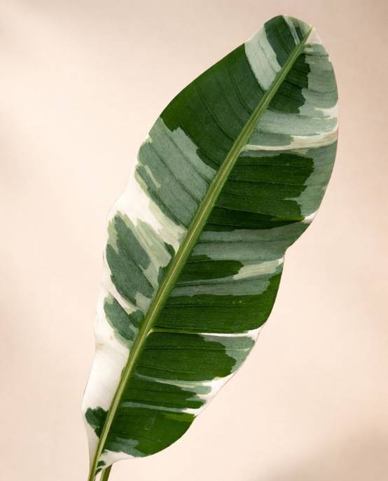 Musa Florida Variegata D. 15cm H. 40cm - Plante d'intérieur - IndoorPoppies - Image 2