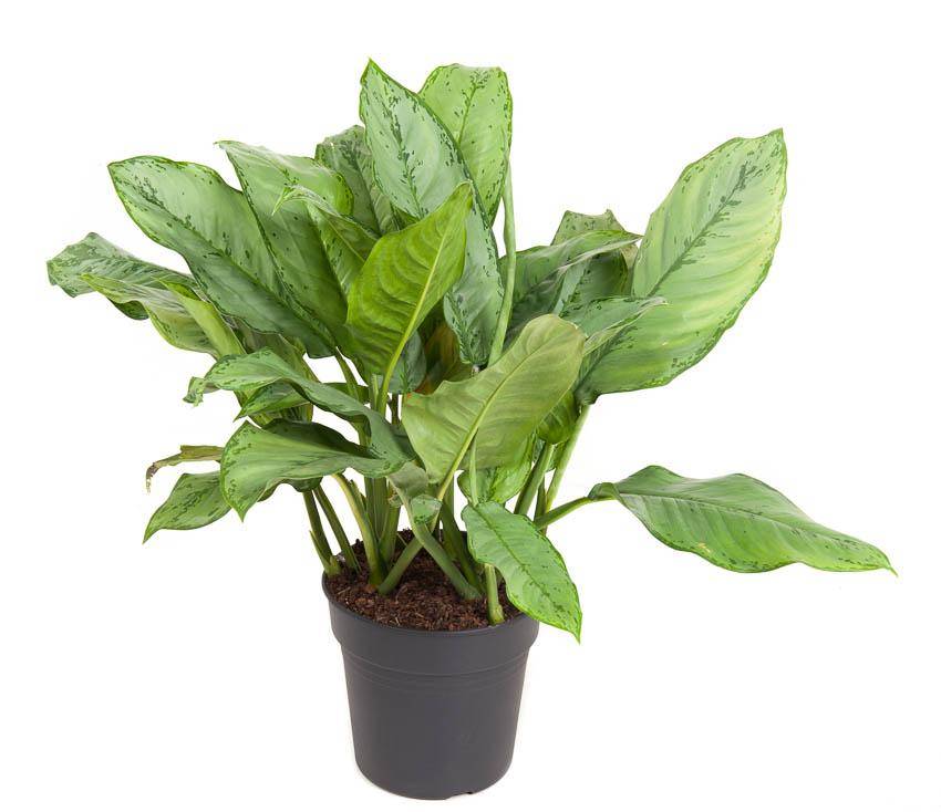 Aglaonema B.j, Freedman - D24 H70cm