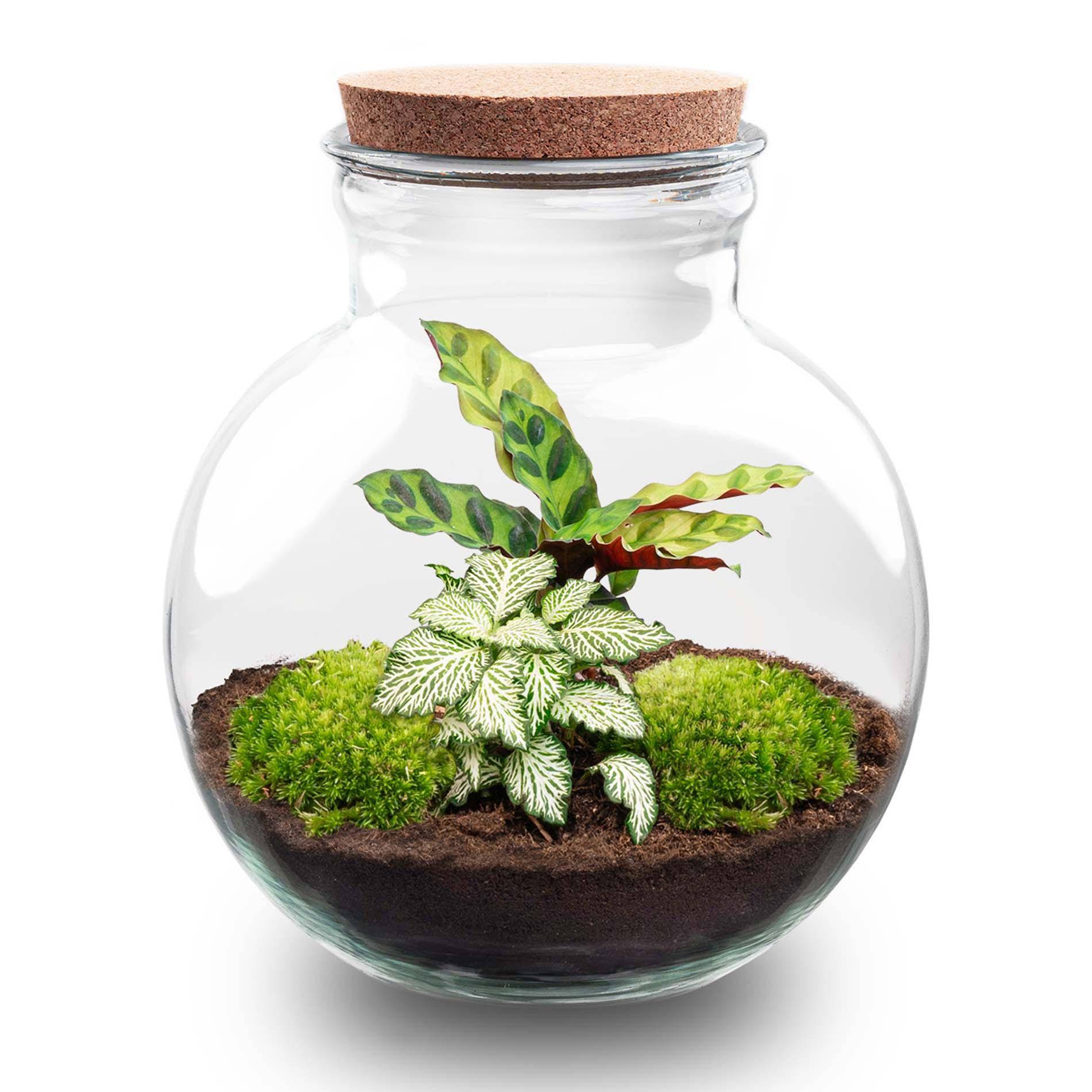 Terrarium à composer bouteille en verre recyclé - Ø25-H26cm - avec kit 4 outils - Calathea White - Terrarium DIY - Image 2