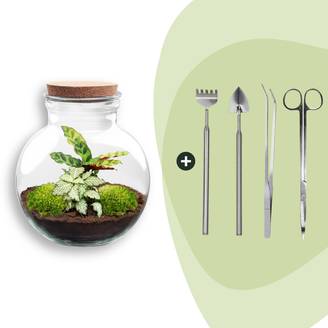 Terrarium à composer bouteille en verre recyclé - Ø25-H26cm - avec kit 4 outils - Calathea White - Terrarium DIY