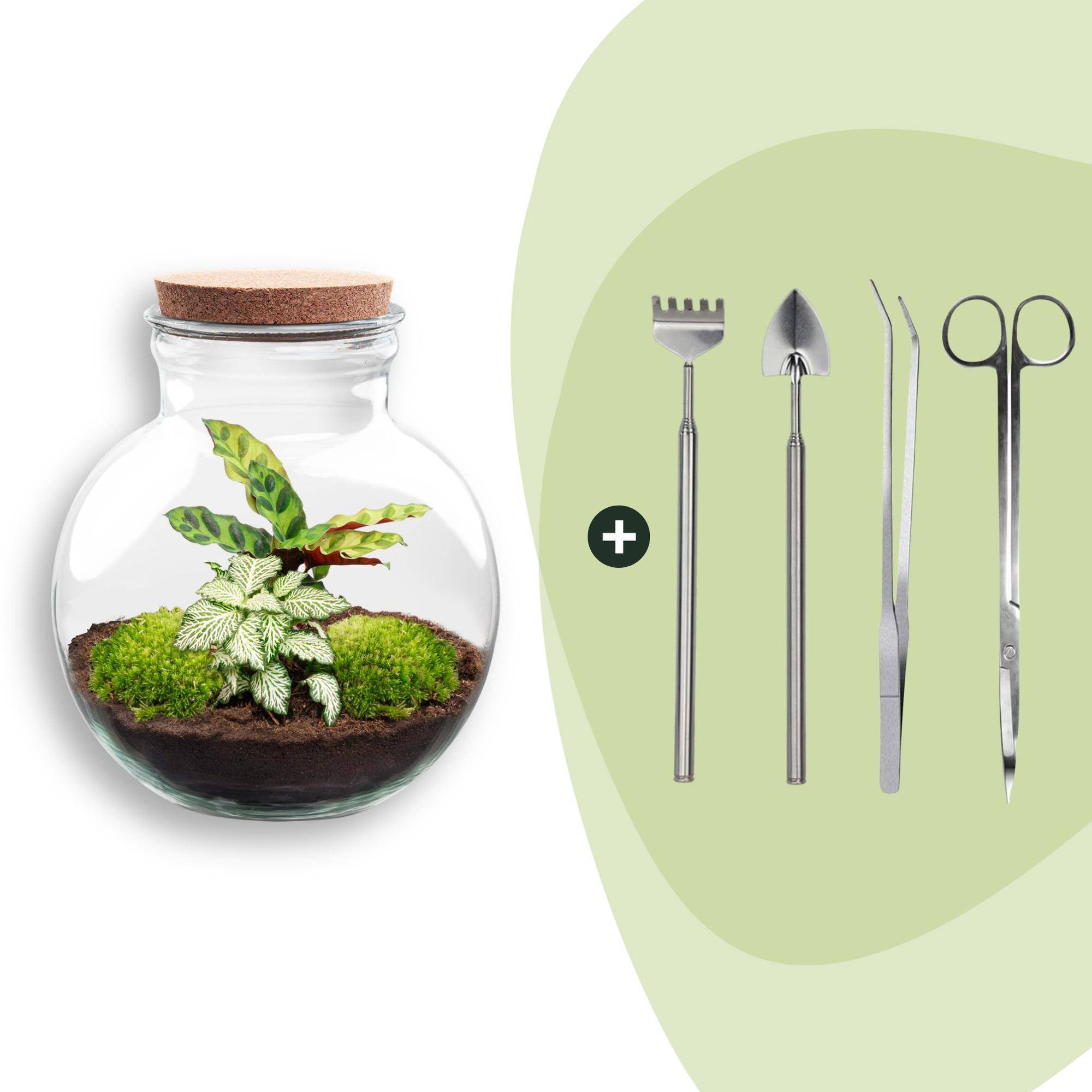 Terrarium à composer bouteille en verre recyclé - Ø25-H26cm - avec kit 4 outils - Calathea White - Terrarium DIY - Image 1
