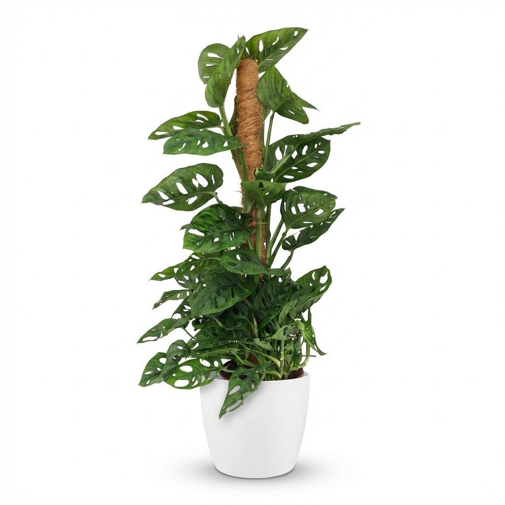 Monstera Andansonii - Monkey Mask avec tuteur coco - Pot de 19cm - Hauteur 90cm - Blanc - Plantes d'intérieur - Image 1