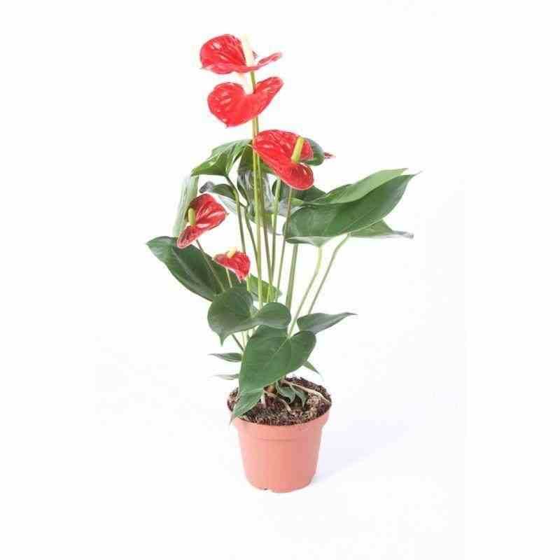 Sans Marque - Anthurium andreanum rouge madural (Anthure Flamant rose, Langue de feu) Taille:Pot de 1 litre - 40/60cm