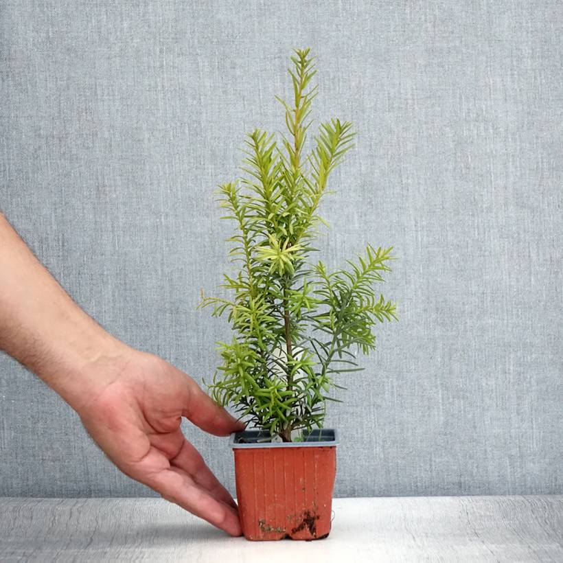 Taxus x media Hicksii - If hybride Godet de 8/9 cm - Image 2