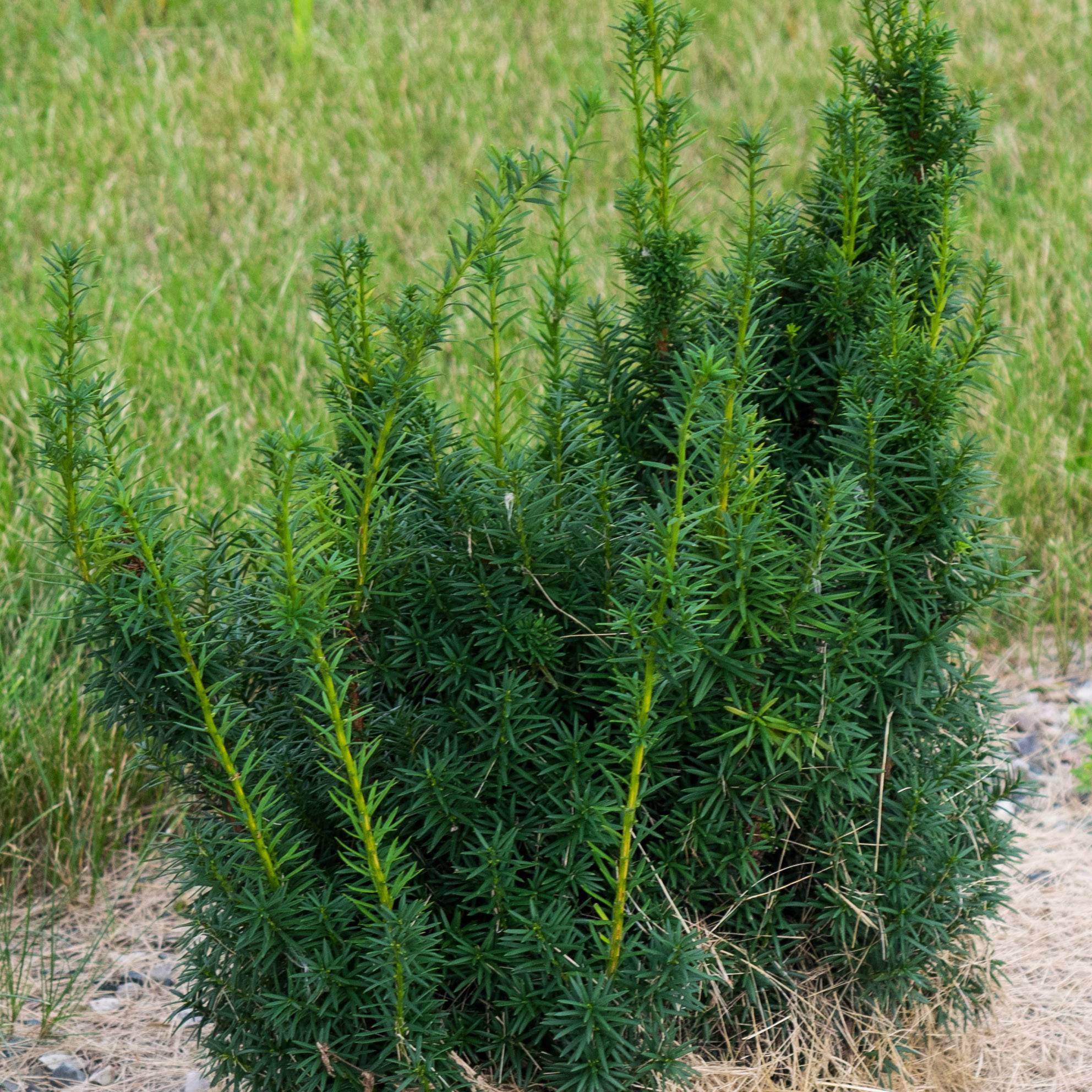 Taxus x media Hicksii - If hybride Godet de 8/9 cm
