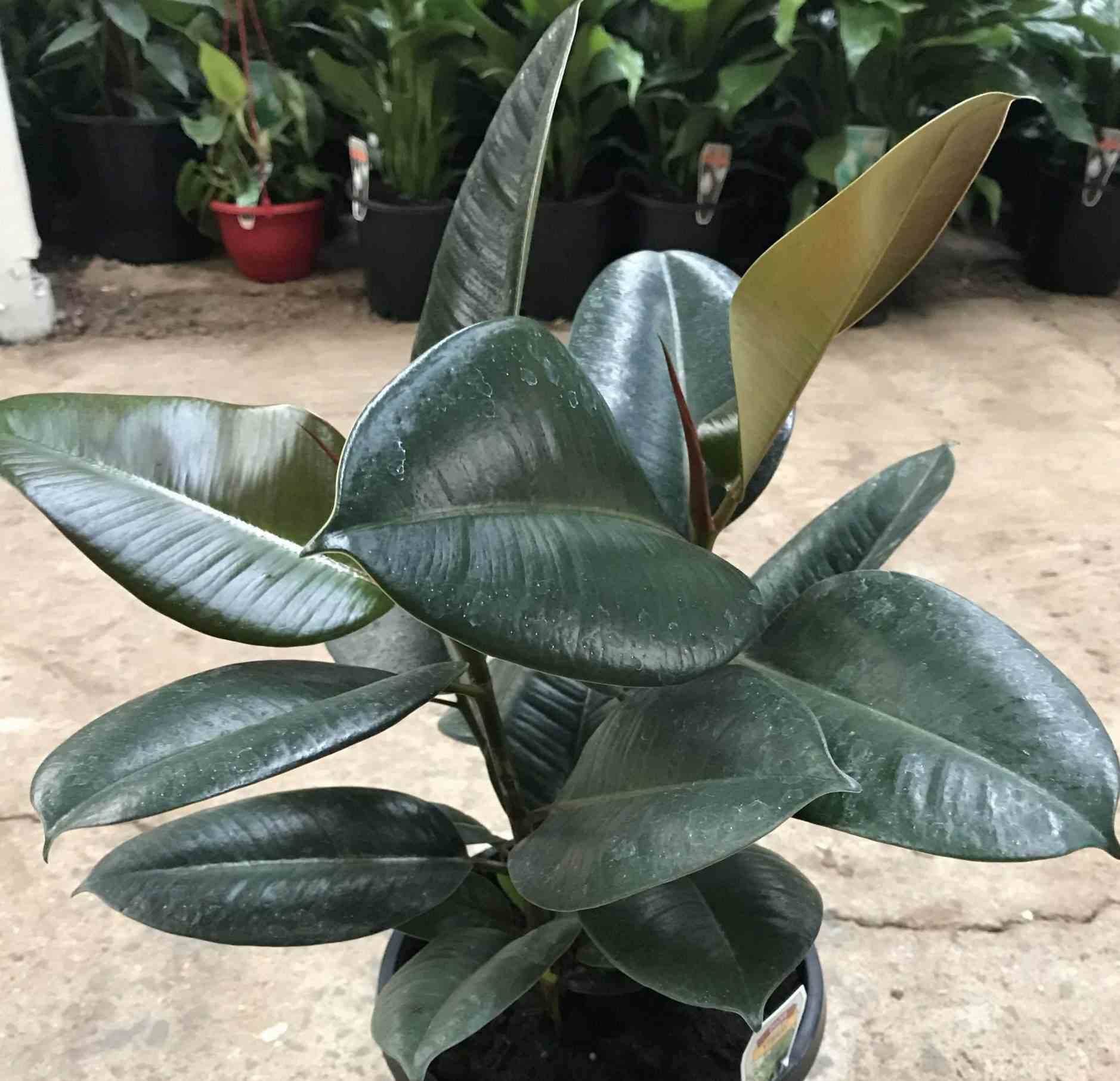 Sans Marque - Ficus elastica 'Robusta' (Caoutchouc) Taille:Pot de 4 litres - 50/70 cm - Image 5
