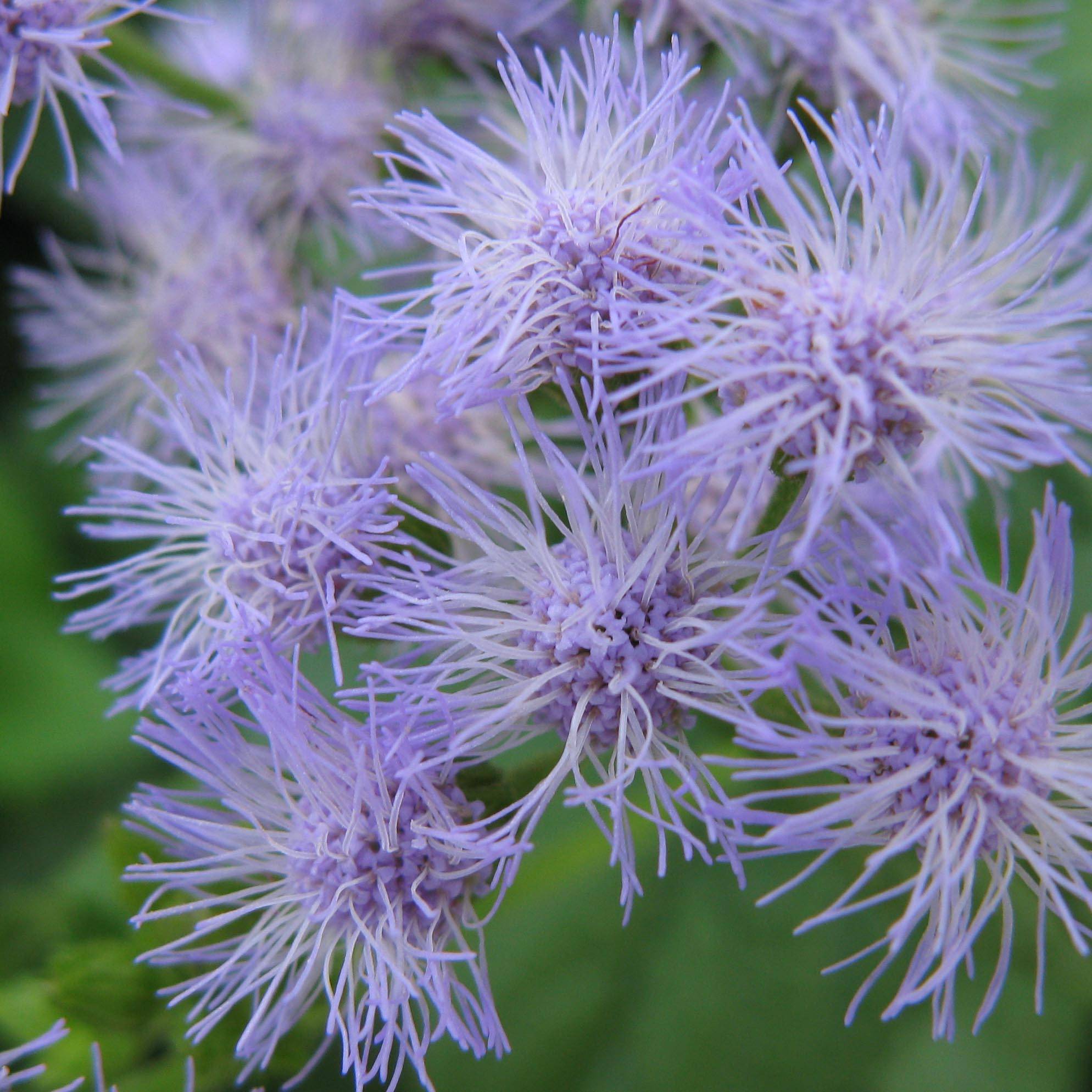 Promesse de Fleurs - Eupatorium coelestinum, Eupatoire Godet de 8/9 cm