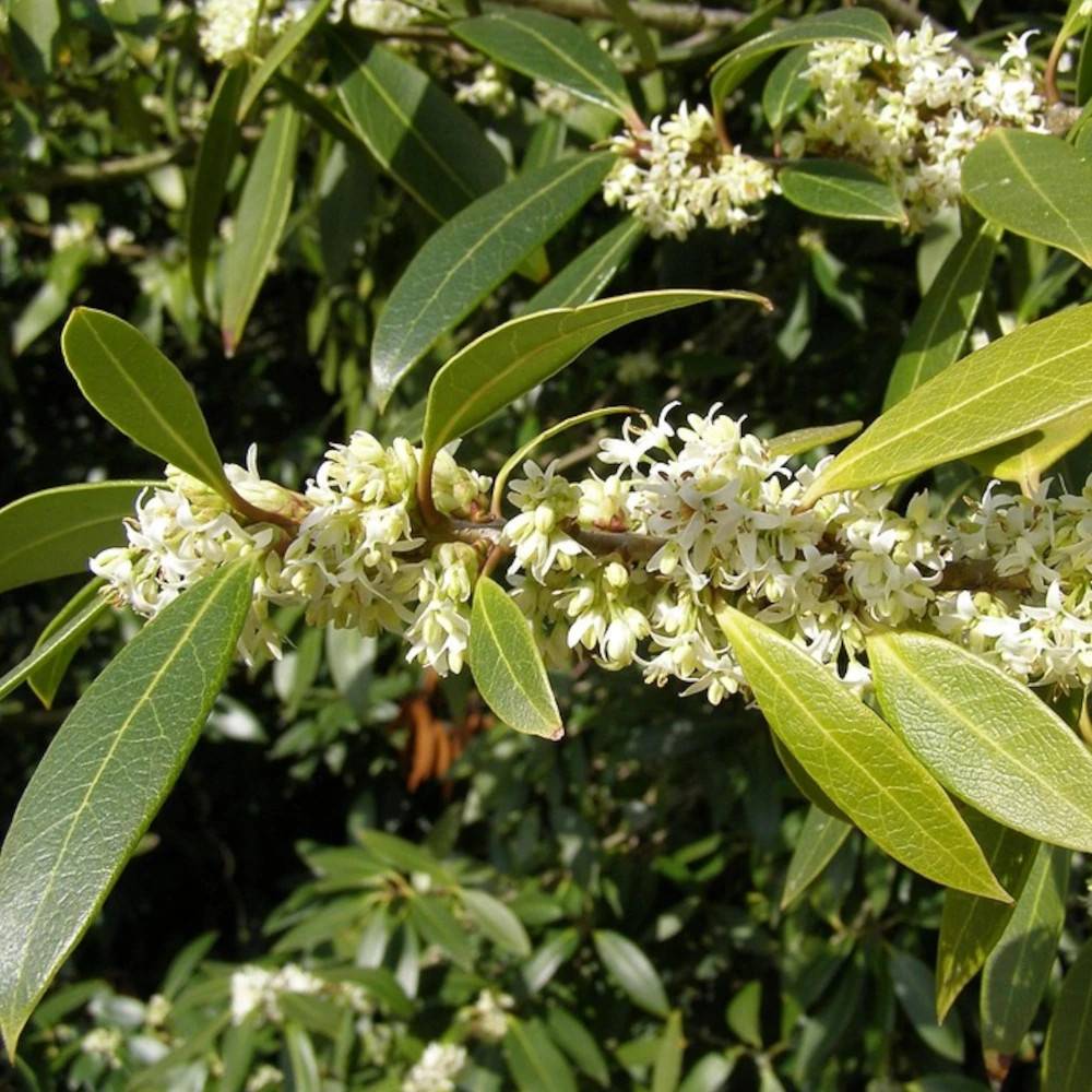 Osmanthe Heaven Scent, Osmanthus à fleurs Blanche - feuillage Persistant - Pot de 4L - 40/60 cm-  hauteur à maturité De 2,50 m à 3,00 m - Image 1