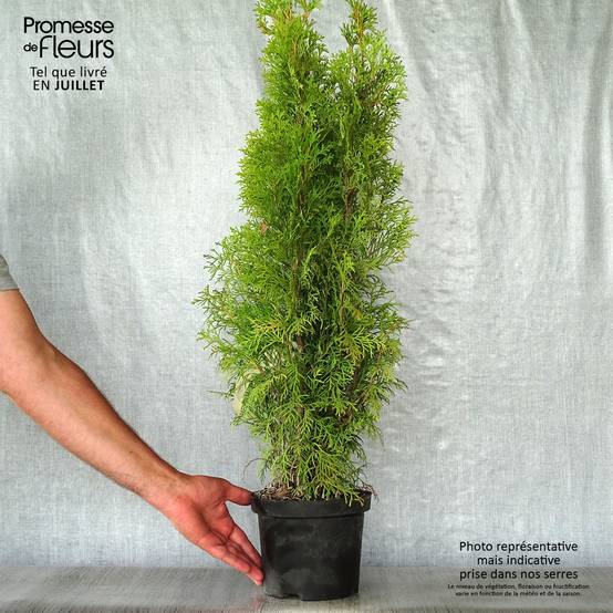 Thuya du Canada - Thuja occidentalis Smaragd Pot de 3L/4L - Image 2