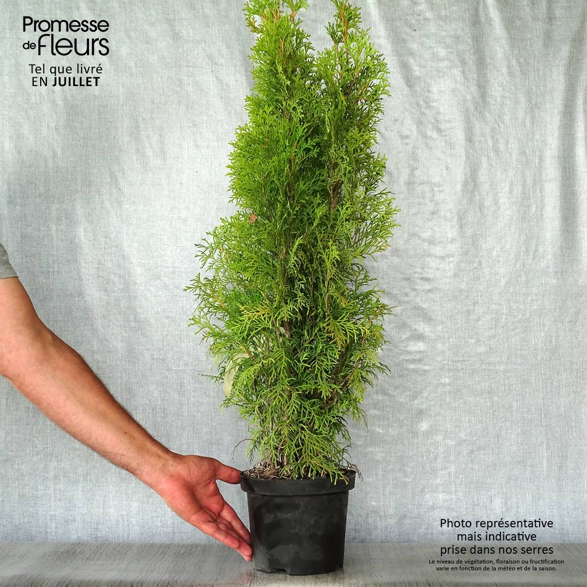 Thuya du Canada - Thuja occidentalis Smaragd Pot de 3L/4L - Image 2