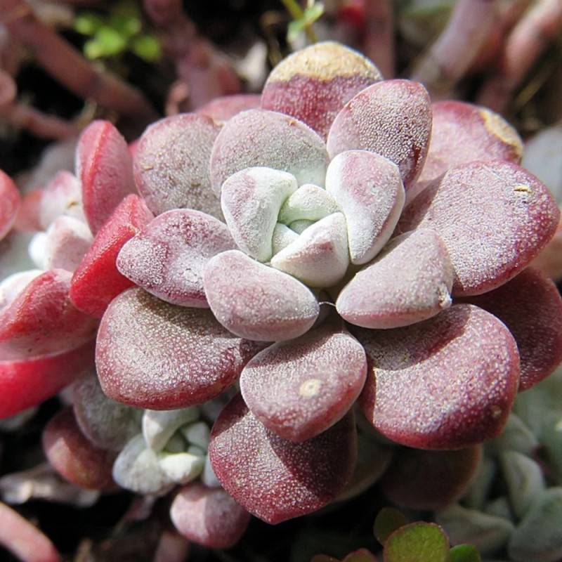 Orpin spathulifolium Purpureum, Sedum à fleurs Jaune/ - feuillage Persistant - Pot de 2,5 L - 20/30 cm