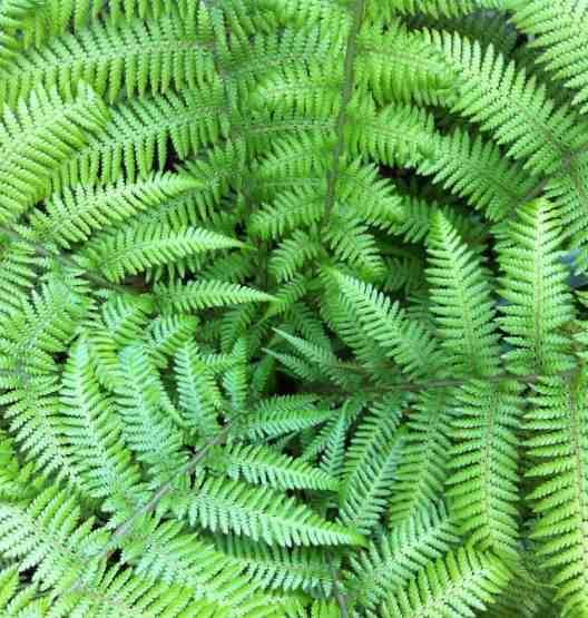 Sans Marque - Dicksonia antartica (fougères arborescentes) Taille:Pot de3litres - 30/50 cm - Image 7