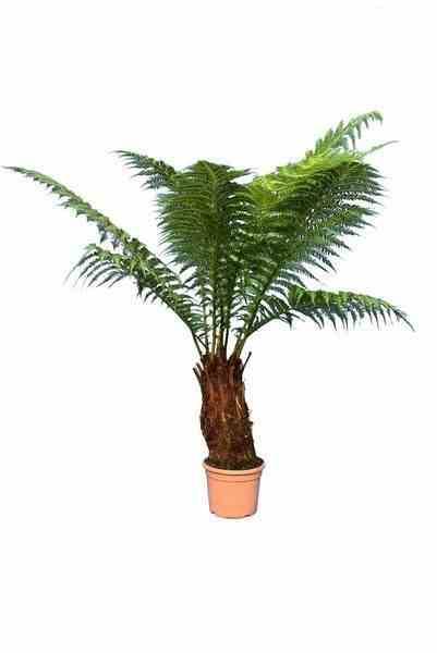 Sans Marque - Dicksonia antartica (fougères arborescentes) Taille:Pot de3litres - 30/50 cm - Image 4
