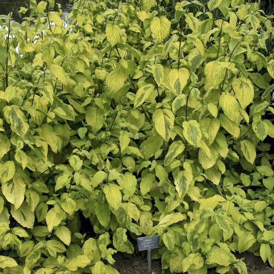 Promesse de Fleurs - Cornus sericea Sunshine - Cornouiller stolonifère Pot de 3L/4L