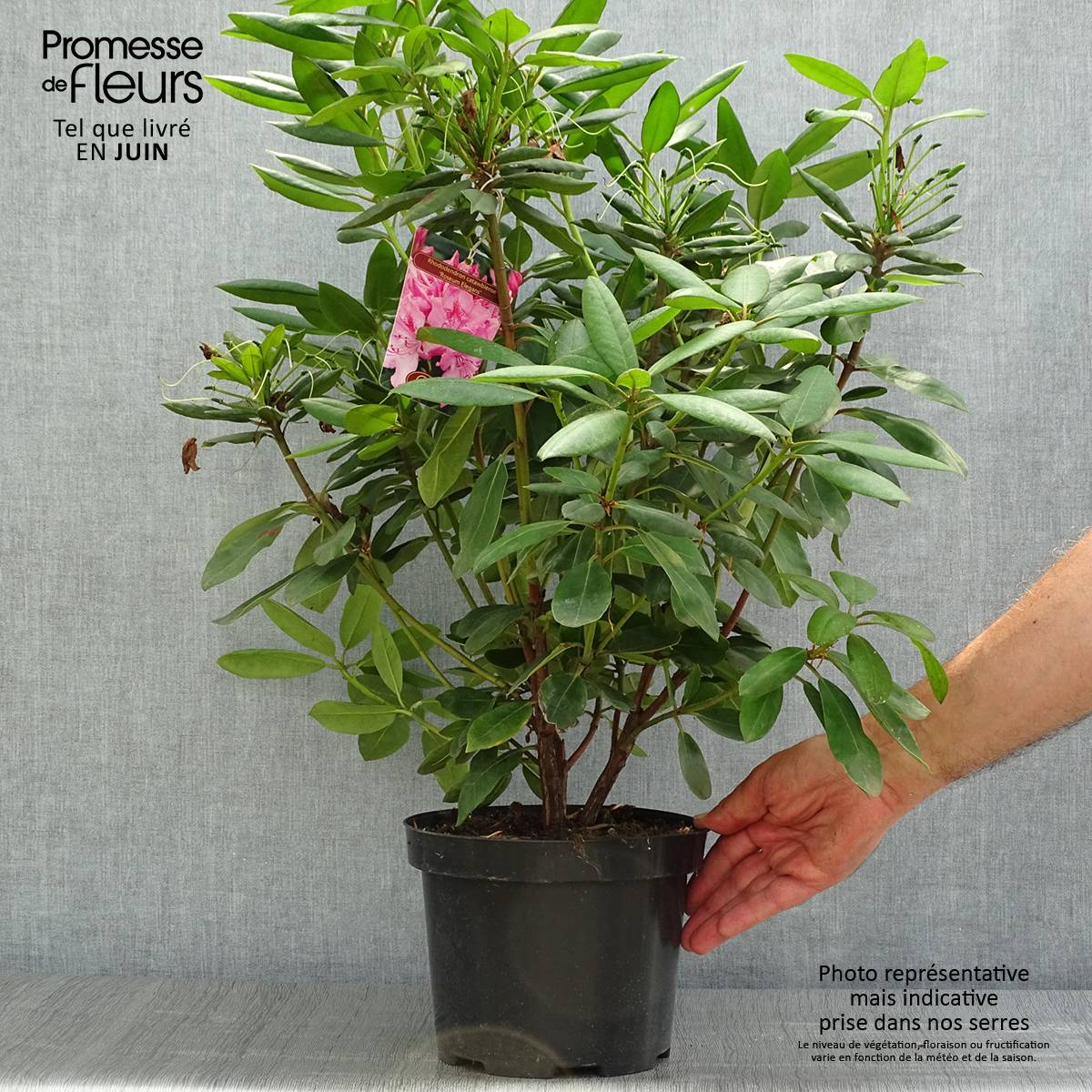 Rhododendron Roseum Elegans - Grand rhododendron Pot de 4L/5L - Image 2