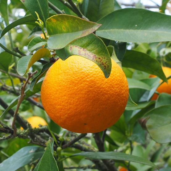 Oranger - Citrus sinensis Pot de 4L/5L, 1/4 de tige