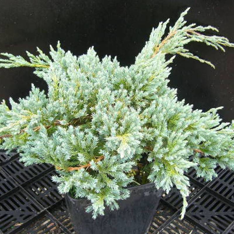 Genévrier écailleux Blue Carpet, Juniperus - Godet - 5/20 cm - Image 1