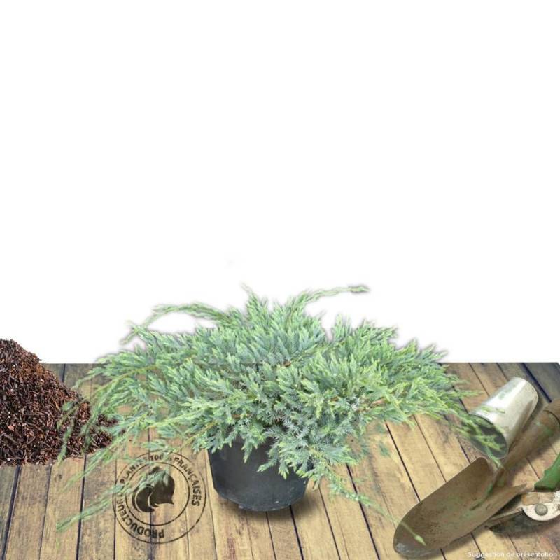 Genévrier écailleux Blue Carpet, Juniperus - Godet - 5/20 cm - Image 6