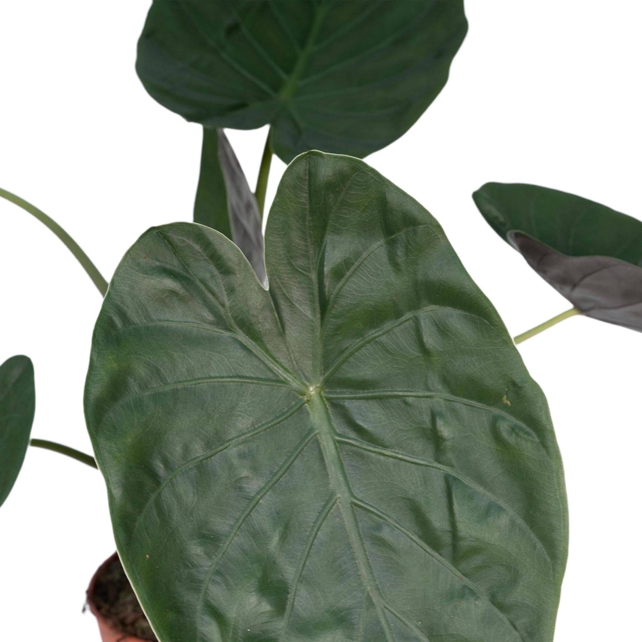 Alocasia Wentii 70cm - Plante d'intérieur- La Green Touch - Image 4