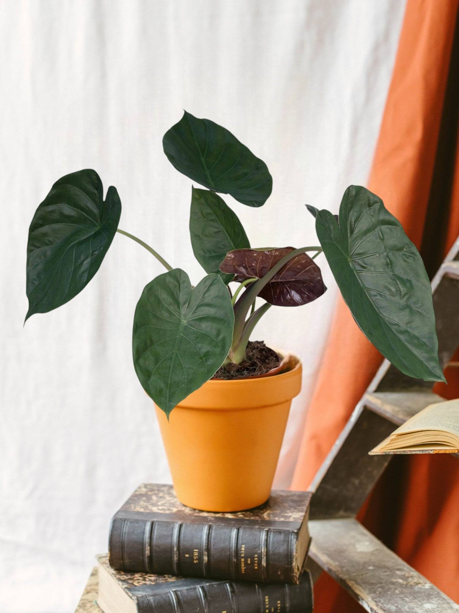 Alocasia Wentii 70cm - Plante d'intérieur- La Green Touch - Image 2