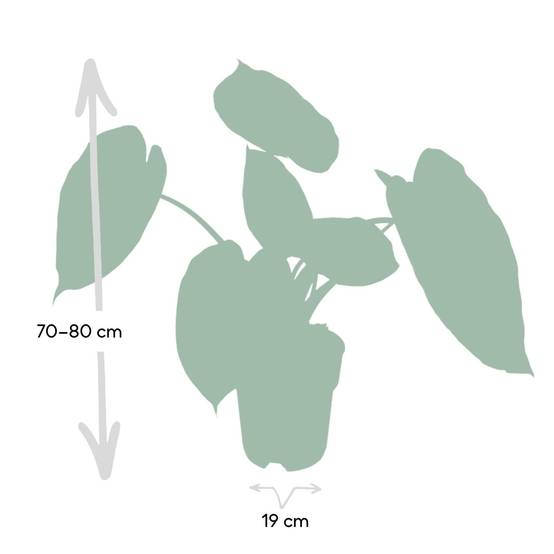 Alocasia Wentii 70cm - Plante d'intérieur- La Green Touch - Image 5
